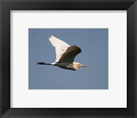 Framed Cattle Egret