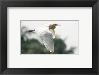 Framed Cattle Egret