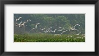 Framed Cattle Egrets