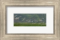 Framed Cattle Egrets