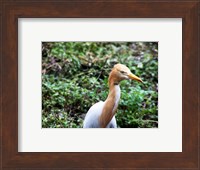 Framed Cattle Egret in Summer