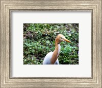Framed Cattle Egret in Summer