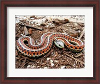 Framed Coast Garter Snake