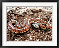 Framed Coast Garter Snake