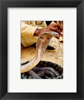 Framed Cobra in Basket