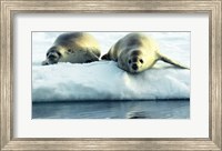 Framed Crabeater Seals
