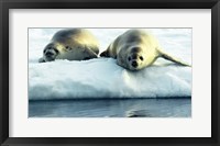 Framed Crabeater Seals