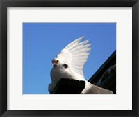 Framed Dove