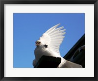 Framed Dove