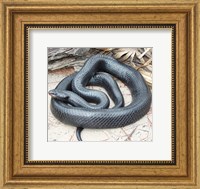 Framed Eastern Indigo Snake