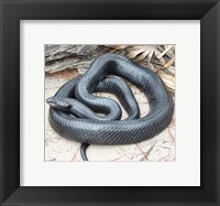 Framed Eastern Indigo Snake