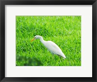 Framed Egret In Field