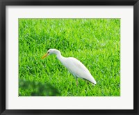 Framed Egret In Field