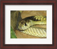 Framed Egyptian Cobra