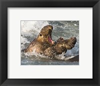 Framed Elephant Seals Fighting