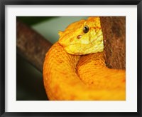 Framed Eyelash Viper