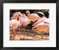 Framed Flamingos Standing Together