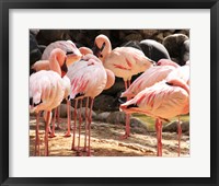 Framed Flamingos Standing Together