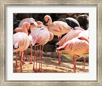 Framed Flamingos Standing Together