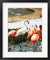 Framed Flamingos Pink and White