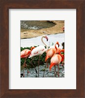 Framed Flamingos Pink and White