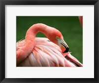 Framed Flamingo Grooming