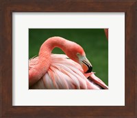 Framed Flamingo Grooming