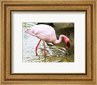 Framed Flamingo in River