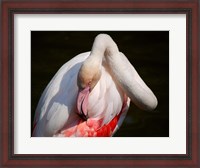 Framed Flamingo Blijdorp