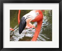 Framed Florida Flamingo
