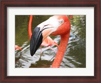 Framed Florida Flamingo