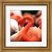 Framed Flamingo National Zoo