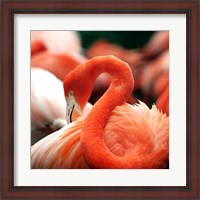 Framed Flamingo National Zoo