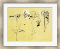 Framed Flamingo Study