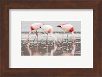 Framed Flamingos Searching for Food