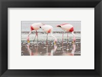 Framed Flamingos Searching for Food