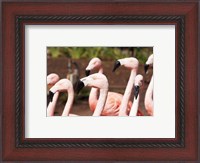 Framed Flamingo Flock