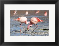 Framed Flamingos Laguna Colorada