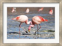 Framed Flamingos Laguna Colorada