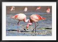 Framed Flamingos Laguna Colorada