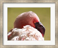 Framed Flamingos Face Close Up