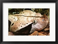 Framed Gabon Viper Head