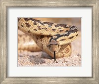 Framed Gohper Snake