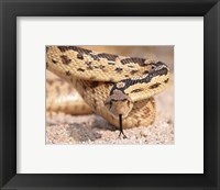 Framed Gohper Snake