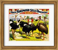 Framed Great Birds of the World, Poster 1898