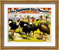Framed Great Birds of the World, Poster 1898