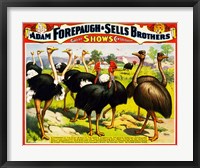 Framed Great Birds of the World, Poster 1898