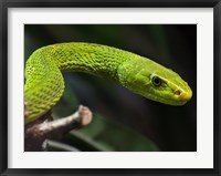 Framed Green Mamba Closeup