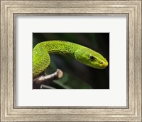 Framed Green Mamba Closeup