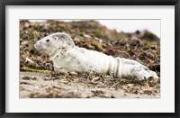 Framed Harbor Seal Pup